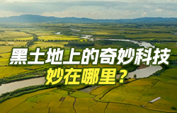 黑土地上的奇妙科技妙在哪里？“梨樹模式”保護“耕地中的大熊貓”，中藥材基因鑒定系統為中草藥開通“身份證”，一起來了解黑土地上的奇妙科技！