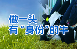 數字化如何讓奶?！坝猩矸荨?？做一頭“有身份”的奶牛，都有什么專屬服務？一起來看看。
