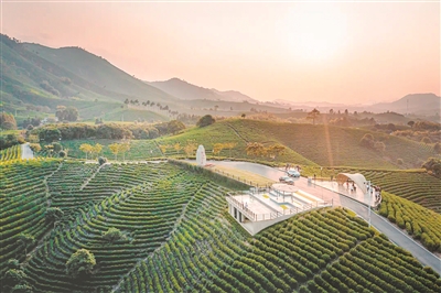 浙江省湖州市安吉縣黃杜村萬畝茶園風光。 資料圖片