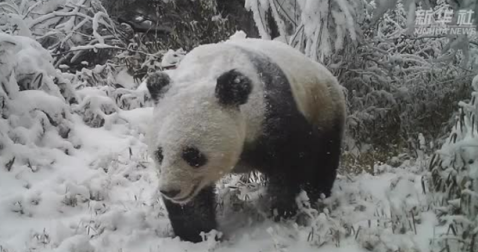 四川千佛山國家級自然保護區野生大熊貓（圖片來源：新華社視頻截圖）
