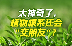 太神奇了，植物根系還會“交朋友”？你可能不知道，看上去“安靜生長”的植物，在看不見的地下世界里還會“社交”，這也太神奇了！