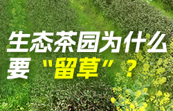 生態茶園為什么要“留草”？在燕子窠生態茶園，有一種奇妙的種植模式——“留草”。茶園里為什么要“留草”？一起了解！
