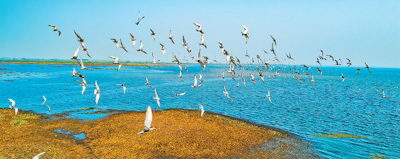 鄱陽湖國家級自然保護區內的候鳥。   劉遠慶攝（人民視覺）