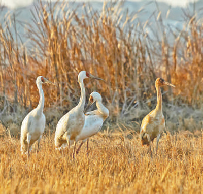 鄱陽湖畔的白鶴。   張小林攝（人民視覺）