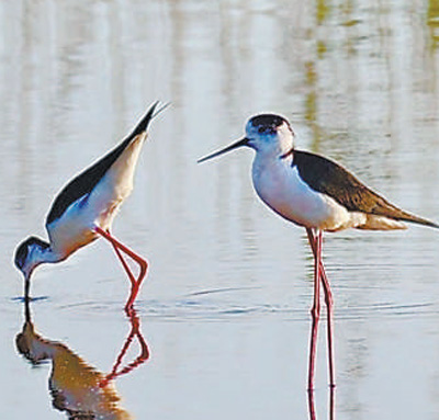 南大港濕地的黑翅長腳鷸。   劉全勝攝（人民視覺）