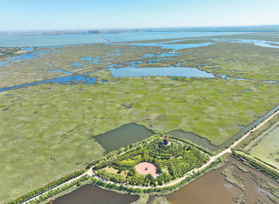 南大港濕地。   劉 沖攝（人民視覺）