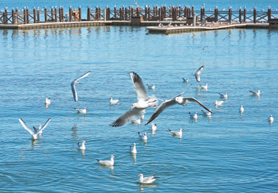在滇池水域上空飛翔的紅嘴鷗。   董蓉梅攝（人民視覺）