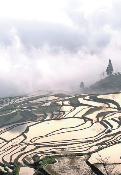 云霧中的哈尼梯田。馬繼春攝（人民視覺）