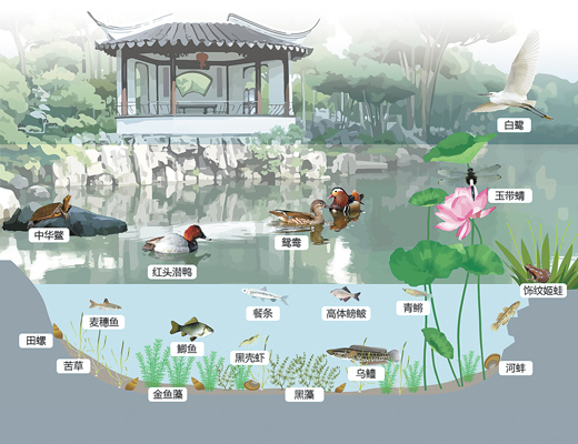 拙政園水體生態系統模式示意圖。佟 浩 孟令微制