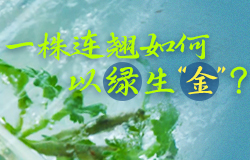 一株連翹如何以綠生“金”？在河北涉縣有一片十萬畝的連翹種植基地，中藥企業如何通過創新模式讓一株連翹以綠生“金”？一起來了解！