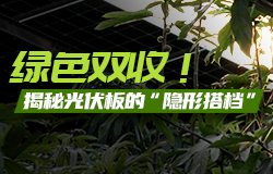 綠色雙收！揭秘光伏板的“隱形搭檔”你以為光伏板下只能是空地？大錯特錯！其實在光伏板的“庇護”下，正生長許多植物。