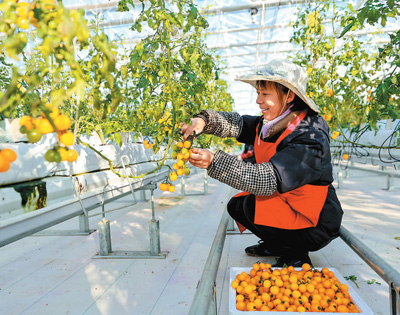 2024年12月19日，江西省瑞昌市高標準設施蔬菜示范中心，工人正在采摘西紅柿。魏東升攝（人民視覺）