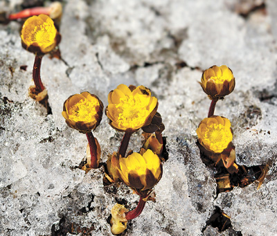 冰凌花。本報記者 鄭智文攝