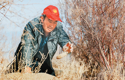  2024年12月9日，和田地區民豐縣的麥麥提在承包的沙地里挖大蕓。新華社記者 王 菲攝