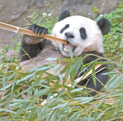 中國大熊貓保護研究中心都江堰基地的大熊貓憨態可掬。陳先林攝（影像中國）