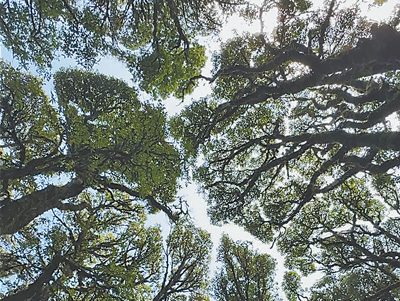 云南哀牢山森林中的“樹冠羞避”現象。 胡金承攝