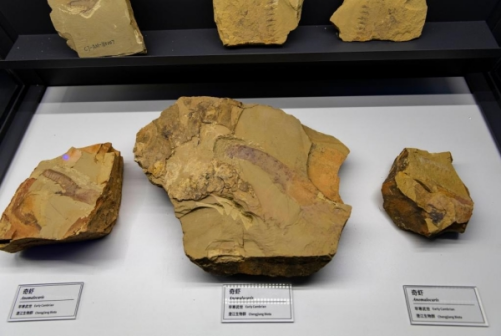 澄江化石地世界自然遺產博物館的奇蝦化石(新華社記者 陳欣波攝)