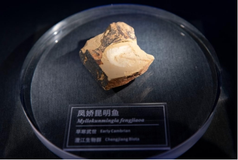 澄江化石地世界自然遺產博物館的鳳嬌昆明魚化石(新華社記者 陳欣波攝)