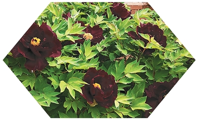 4月，在河南洛陽國際牡丹園里，“太空黑牡丹”新品種“翰墨丹青”正在盛放。 受訪者供圖