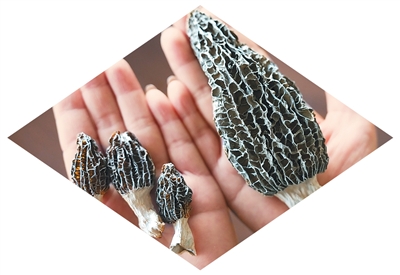 近日在云南省太空生物科技發展促進會拍攝的羊肚菌，左邊是普通羊肚菌，右邊是經由航天育種技術培育的羊肚菌。 新華社記者 陳欣波攝