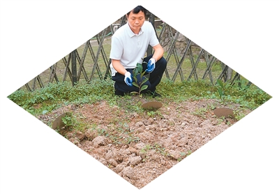 6月9日，在廣東省潮州市鳳凰山種植點，潮州單叢茶制作技藝傳承人黃遠智正在精心照料從太空返回的鳳凰單叢茶茶種的幼苗。 受訪者供圖