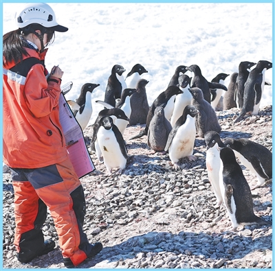 科考隊員在開展企鵝棲息地調查。