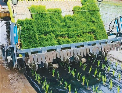 水稻覆膜插秧設備正在工作。 本文圖片均由南京農業機械化研究所提供