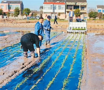 研究團隊在試驗打孔栽插部件。