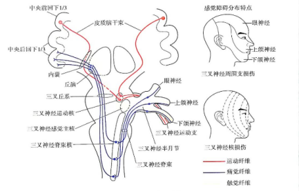人體三叉神經傳導通路示意圖(來源:《“十二五”普通高等教育本科*規劃教材·全國高等學校教材:神經病學(第7版)》)