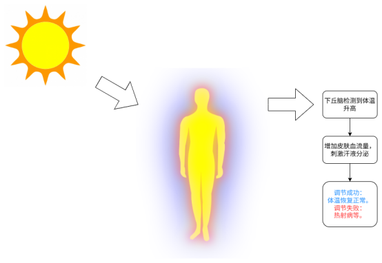 高溫下的體溫調節(圖片來源:作者自制)