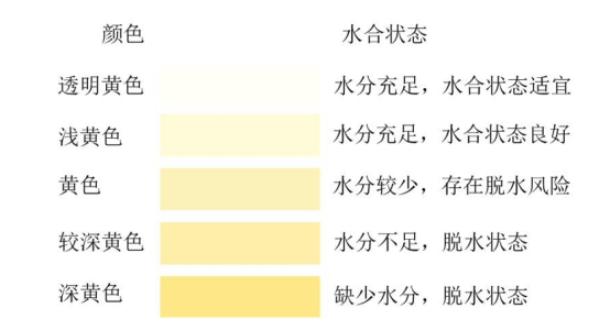 尿液顏色與脫水的關系(圖片來源:中國居民膳食指南2022版)