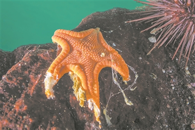 這只在不列顛哥倫比亞省一處海島發現的餅干海星，展示了消融病如何溶解海星。  圖片來源：《自然·生態演化》/Hakai研究所