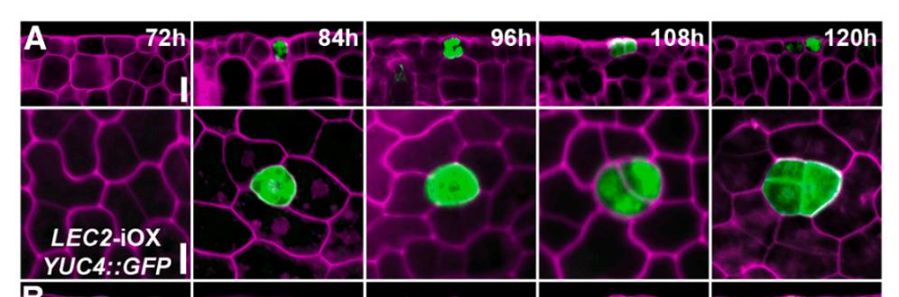 圖：生長素合成基因+綠色熒光蛋白基因，用綠色熒光可視化生長素合成