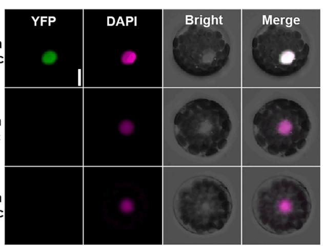 圖：上調LEC2表達時在細胞核內觀察到黃色熒光