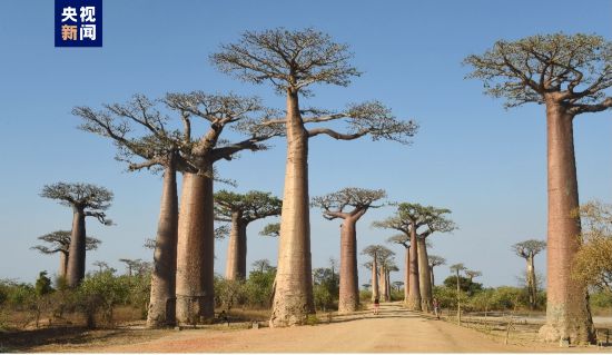 位于馬達加斯加穆隆達瓦的猴面包樹大道