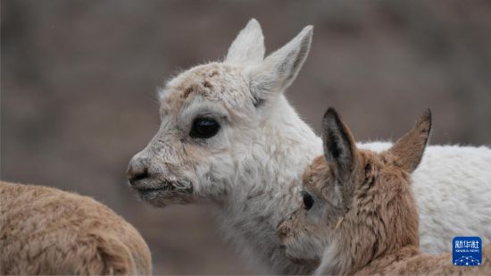 @ᬔh_ľoվĔzİɫ̣713Քz