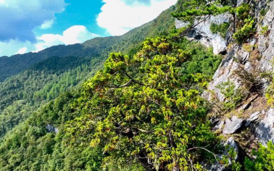 @ؑcѩɽҼȻo^ĔzҰ°AlؑcѩɽҼȻo^ĹD