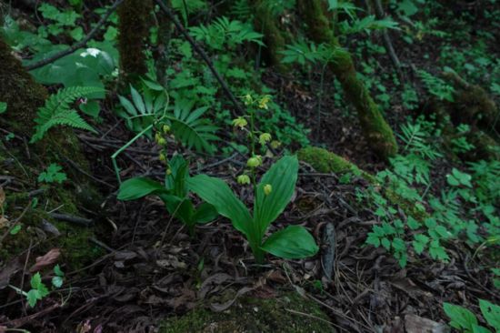   @2022617ؑcꎗlXҼȻo^ĔzϡlΣֲˎɽrmAlh z