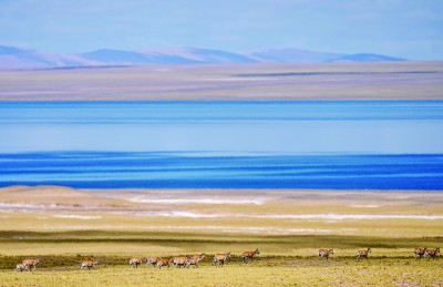 位于青藏高原的羌塘國家級自然保護區 新華社發
