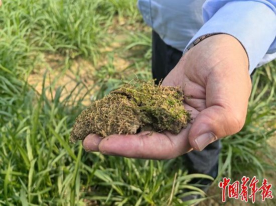 牧草地中的生物結皮。中青報·中青網記者 李瑞璇/攝