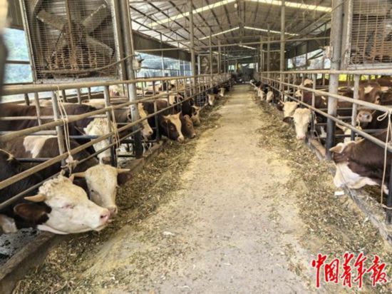   下南鄉波川村環江毛南綠峯種養基地。中青報·中青網記者 李瑞璇/攝