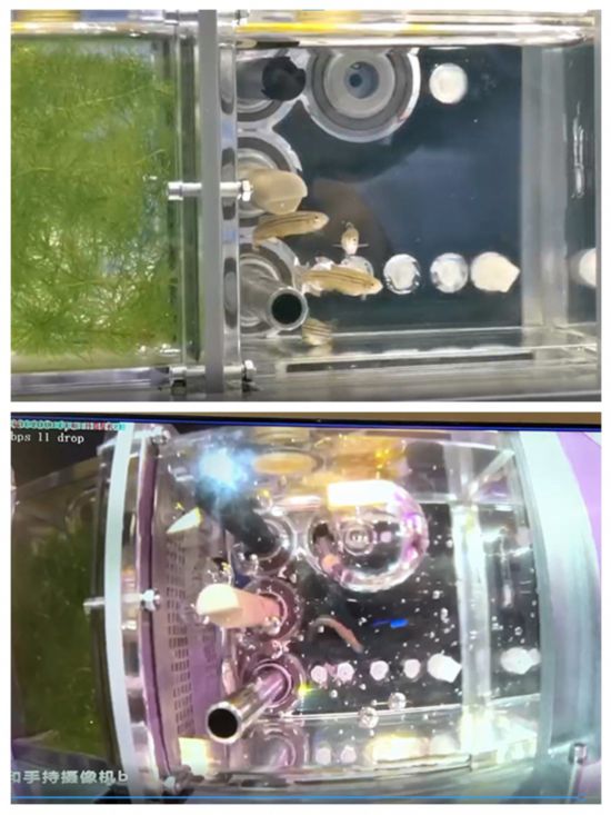 我國首次在軌建立的空間自循環水生生態系統。（中國科學院供圖）