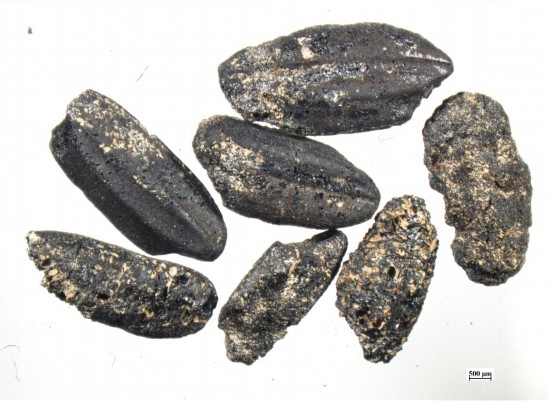 圖為李家崗遺址出土的炭化稻米。新華社發