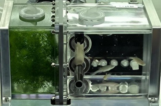 斑馬魚與金魚藻共存于培養液中。受訪者供圖