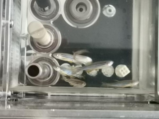 地面匹配實驗中所示6條斑馬魚。中國科學院供圖