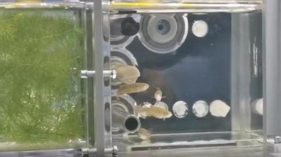 我國首次在軌建立的空間自循環水生生態系統。中國科學院供圖