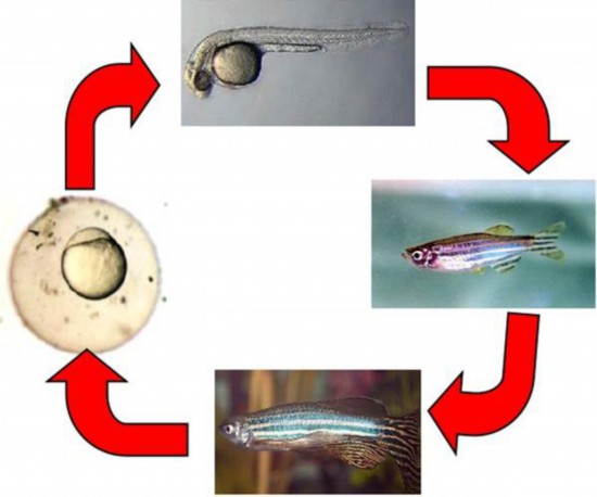斑馬魚胚胎發育過程示意圖。中國科學院供圖