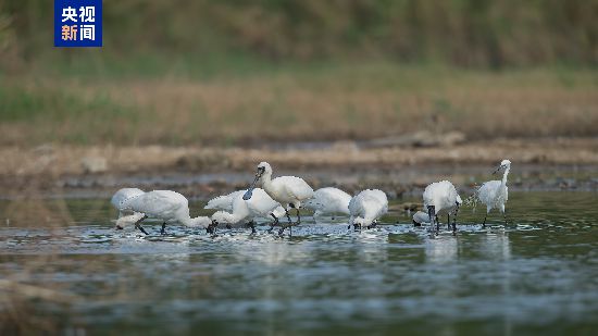 △福田紅樹林濕地里的黑臉琵鷺
