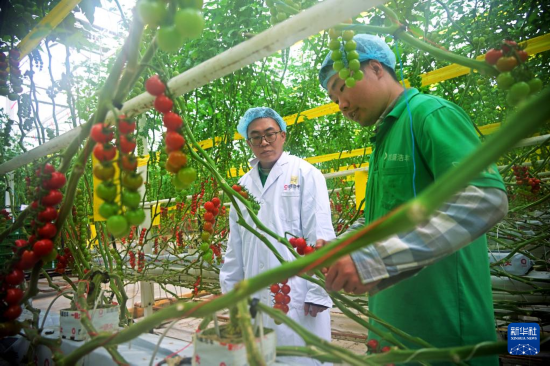 3月4日，在萊西市望城街道凱盛浩豐現代設施農業產業園，員工在介紹溫室精準水肥一體化工作原理。新華社記者李紫恒攝