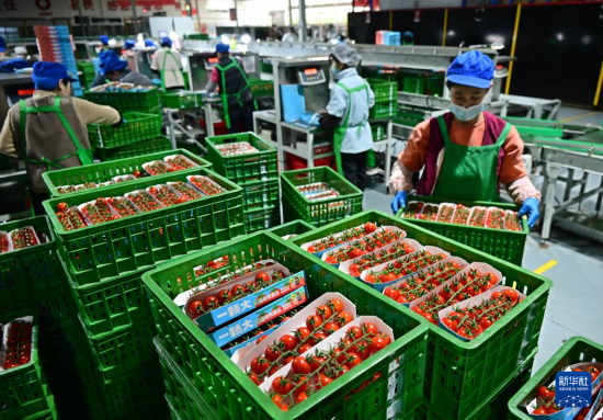 3月4日，在萊西市望城街道凱盛浩豐現代設施農業產業園，員工分裝精品西紅柿。新華社記者李紫恒攝